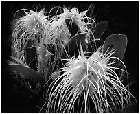 Bulbophyllum medusa. A species orchid ( black and white)