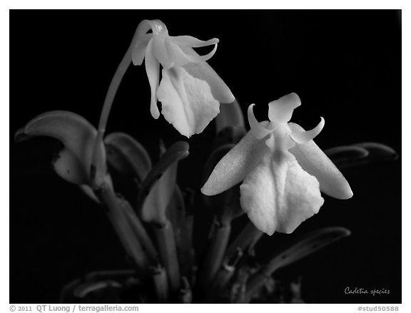 Cadetia species. A species orchid (black and white)