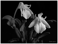 Cadetia species. A species orchid ( black and white)