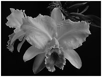 Cattleya percilviana 'Sumit'. A species orchid ( black and white)