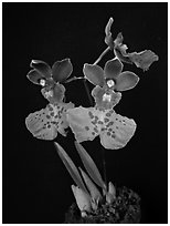 Caucaea mimetica. A species orchid ( black and white)