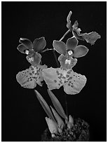 Caucaea mimetica. A species orchid (black and white)