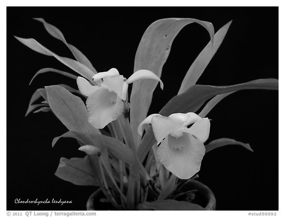 Chondrorhyncha lendyana. A species orchid (black and white)