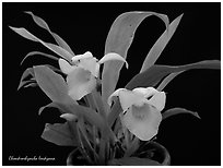 Chondrorhyncha lendyana. A species orchid ( black and white)