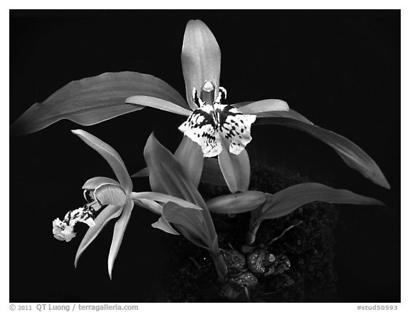 Coelogyne schilleriana. A species orchid (black and white)