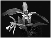 Coelogyne schilleriana. A species orchid (black and white)