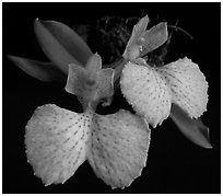 Comparettia macroplectron flower. A species orchid ( black and white)