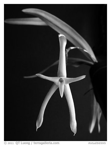 Cryptocentrum latifolium. A species orchid (black and white)