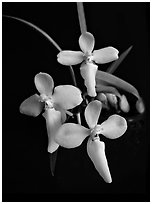 Cuitlauzina (Palumbina) candida. A species orchid (black and white)