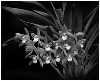Cymbidium pumilum 'Blush'. A species orchid ( black and white)