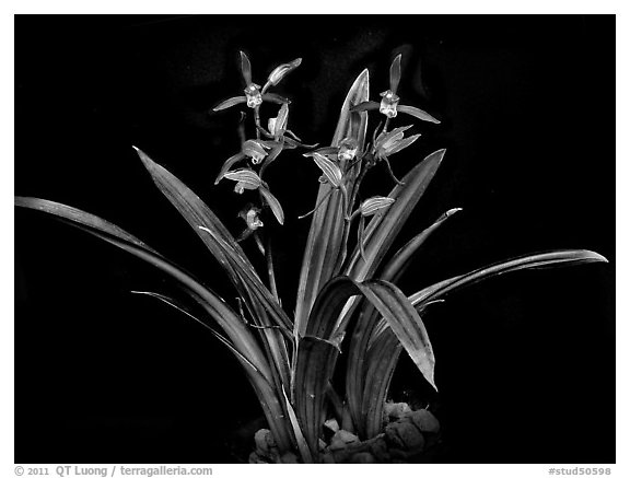 Cymbidium sinense 'Da Mo'. A species orchid (black and white)
