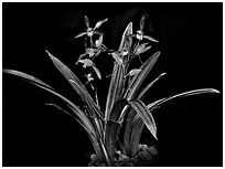 Cymbidium sinense 'Da Mo'. A species orchid ( black and white)
