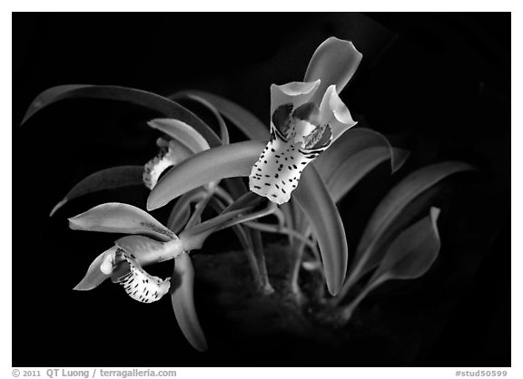 Cymbidium tigrinum. A species orchid (black and white)