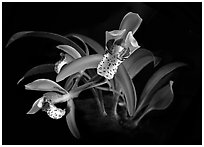 Cymbidium tigrinum. A species orchid (black and white)