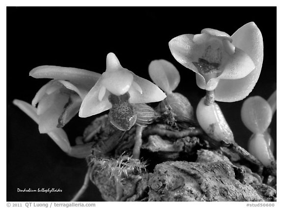 Dendrobium bulbophylloides. A species orchid (black and white)