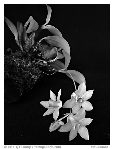 Dendrobium cruthwellii. A species orchid (black and white)