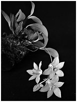 Dendrobium cruthwellii. A species orchid ( black and white)