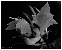 Dendrobium dekockii. A species orchid ( black and white)