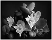 Dendrobium pachyphyllum. A species orchid ( black and white)