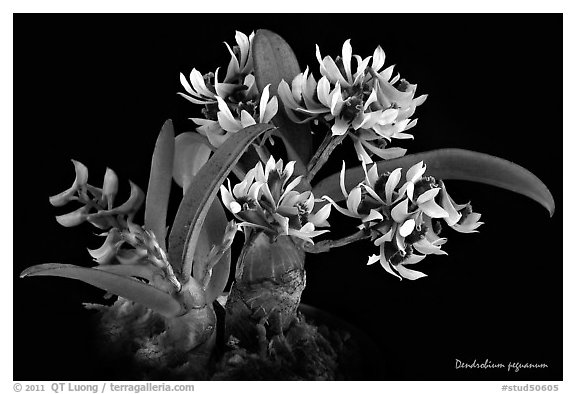 Dendrobium peguanum plant. A species orchid (black and white)