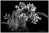 Dendrobium peguanum plant. A species orchid ( black and white)