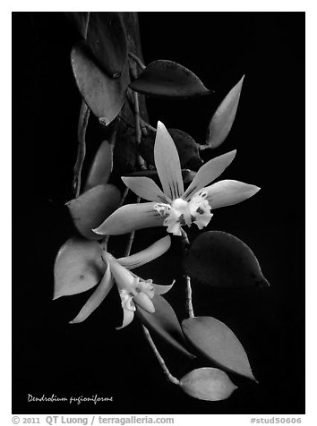 Dendrobium pugioniforme. A species orchid (black and white)