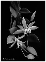 Dendrobium pugioniforme. A species orchid ( black and white)