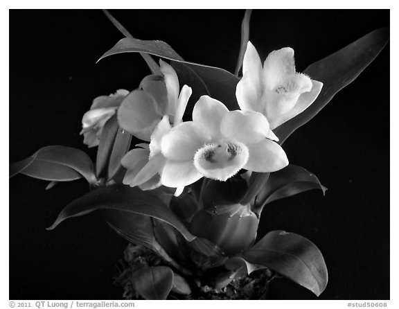 Dendrobium sulcatum. A species orchid (black and white)