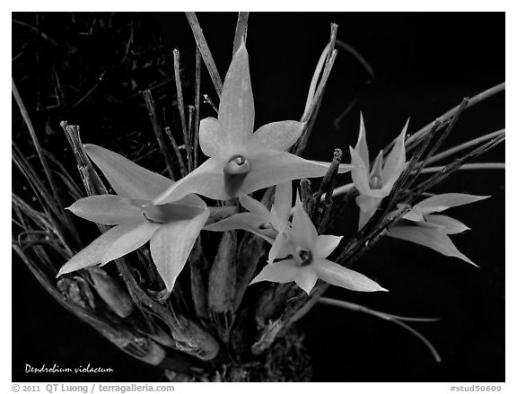 Dendrobium violaceum. A species orchid (black and white)