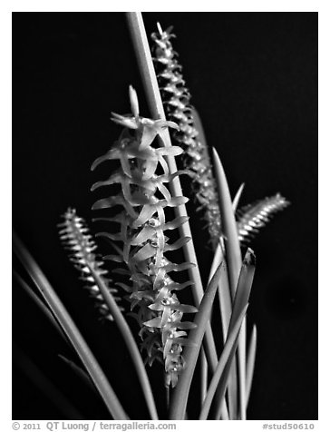 Dendrochillum wenzellii. A species orchid (black and white)