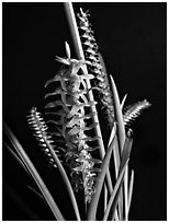 Dendrochillum wenzellii. A species orchid ( black and white)