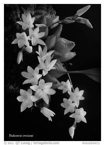 Dickasonia vernicosa. A species orchid (black and white)