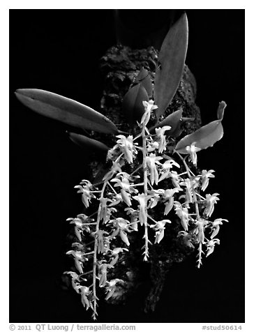 Dipteranthus pellucidus. A species orchid (black and white)