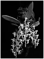 Dipteranthus pellucidus. A species orchid (black and white)