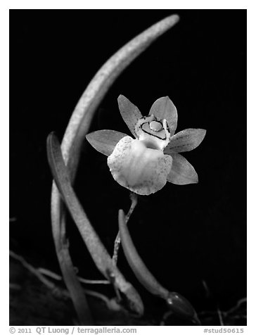 Domingoa kienastii. A species orchid (black and white)