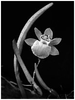 Domingoa kienastii. A species orchid ( black and white)