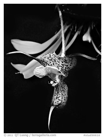 Dracula chesterstonii. A species orchid (black and white)