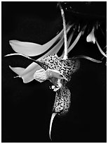 Dracula chesterstonii. A species orchid (black and white)