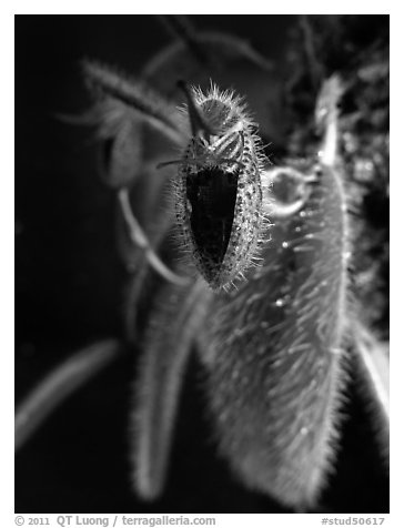 Dressleriella pilossissima. A species orchid (black and white)