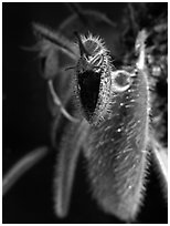 Dressleriella pilossissima. A species orchid (black and white)