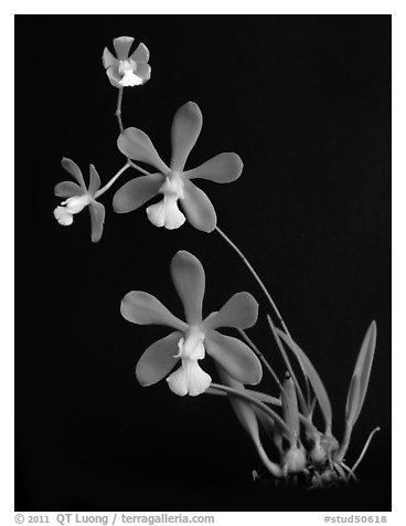 Encyclia tampensis alba. A species orchid (black and white)
