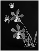 Encyclia tampensis alba. A species orchid ( black and white)