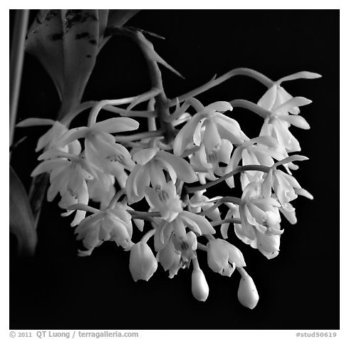 Epidendrum hugomendinae. A species orchid (black and white)