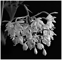 Epidendrum hugomendinae. A species orchid ( black and white)