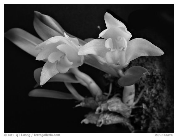 Eria reptans 'Matsudai'. A species orchid (black and white)