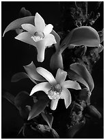 Eria rhombodais. A species orchid ( black and white)
