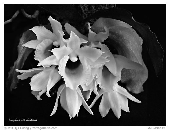 Eurychone rothschildiana. A species orchid (black and white)