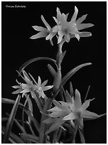 Hexisea bidentata. A species orchid (black and white)