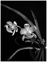 Holcoglossum amesianum. A species orchid ( black and white)