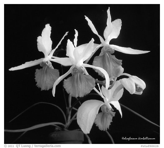 Holcoglossum kimballianum. A species orchid